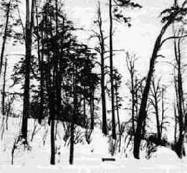 БЕСЕДА ВТОРАЯ Искусство фотографии и его изобразительные средства